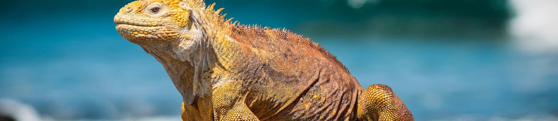 Big Lizard