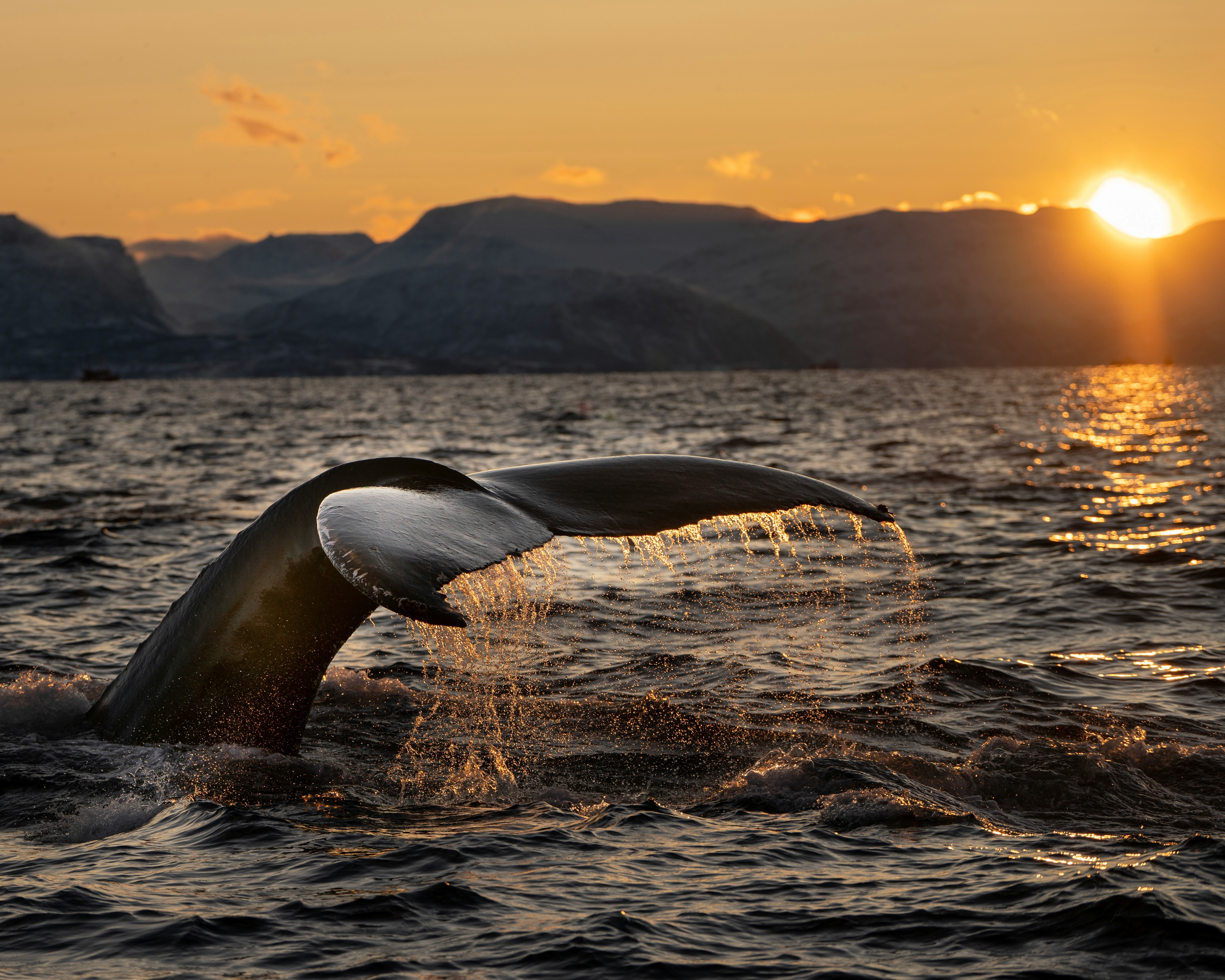 Whale Tail in the sunset