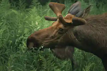 Moose in the trees