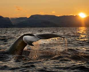 Whale Tail in the sunset