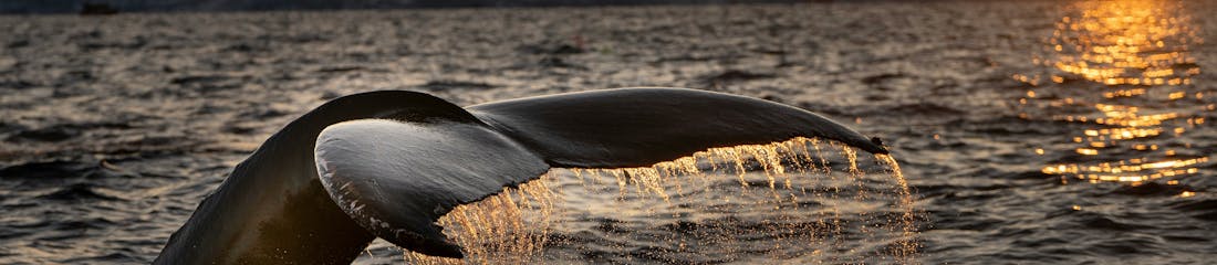 Whale Tail in the sunset
