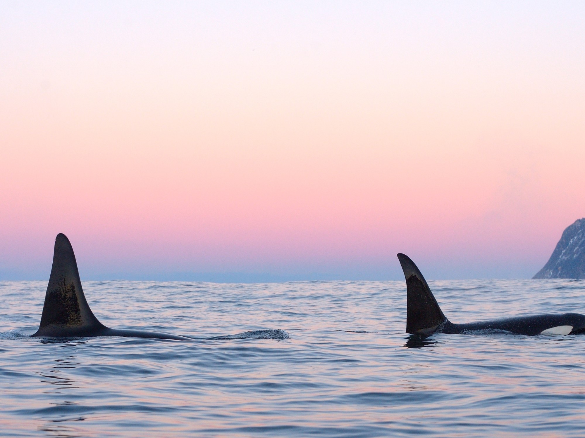 Orcas in sunset