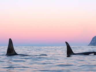 Orcas in sunset