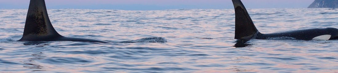 Orcas in sunset