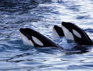 3 killer whales