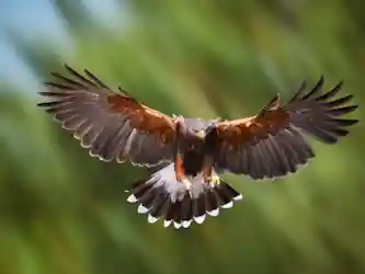 Hawk