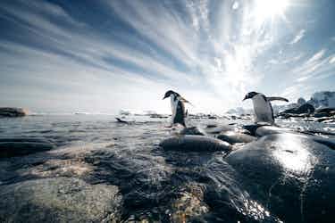 gentoo penguins in antarctica