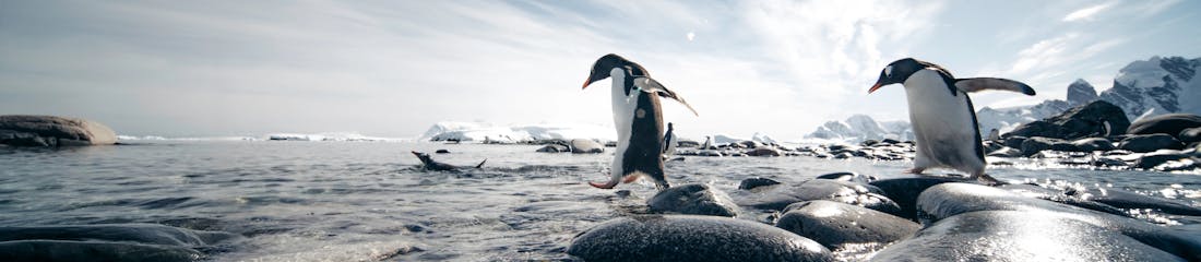 gentoo penguins in antarctica