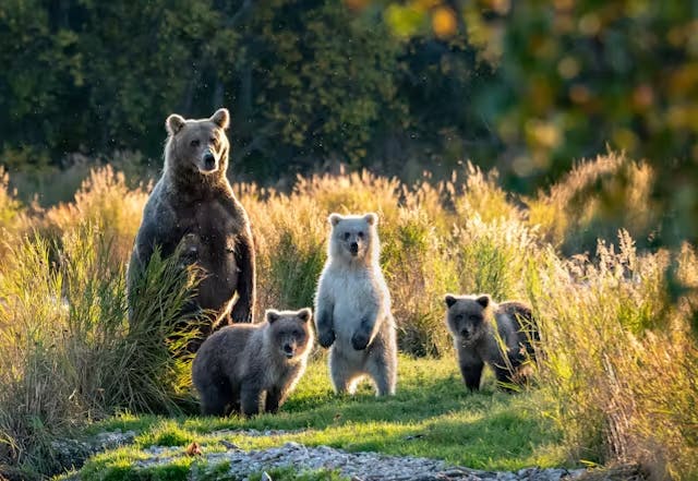Holland America Bear Encounters