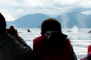 whale watching from ship