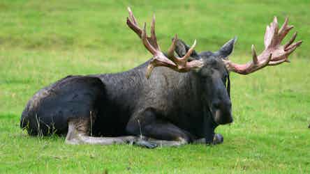 Moose