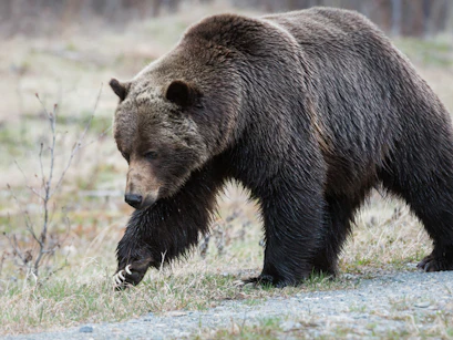Bear