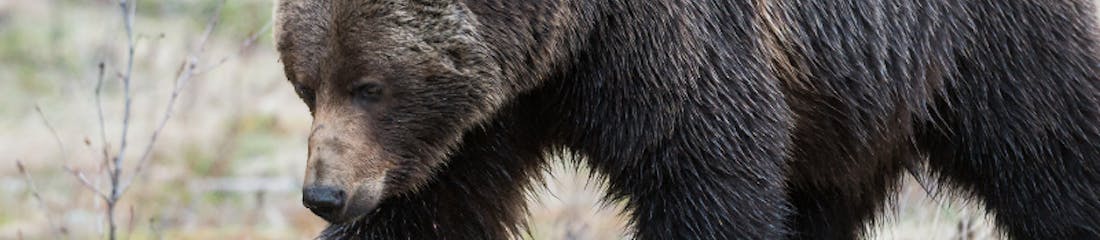 Bear