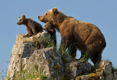 Bear