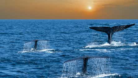 Whale