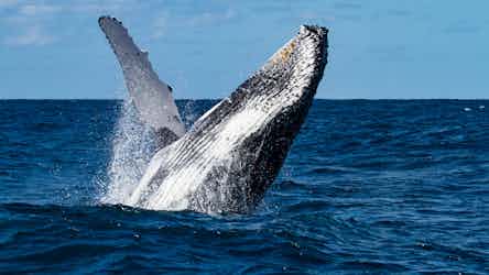Whale