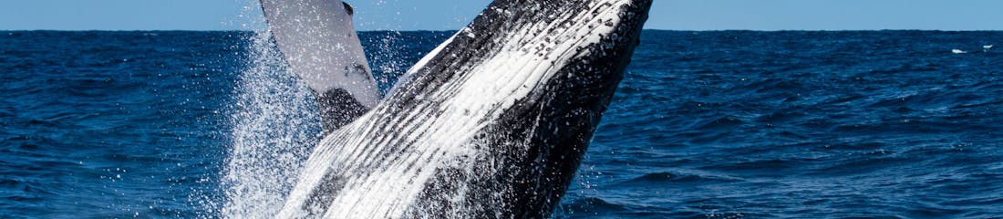 Whale