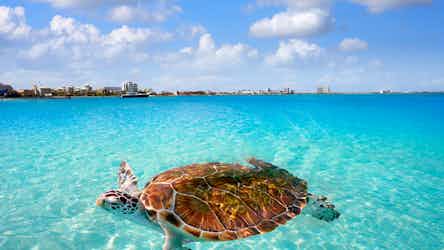 Turtle