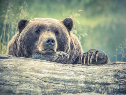 Bear