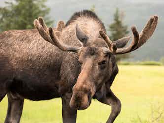 Moose