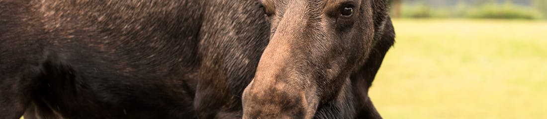 Moose