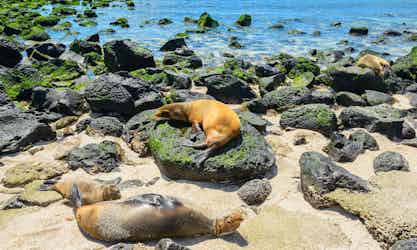 seals in the galapagos islands
