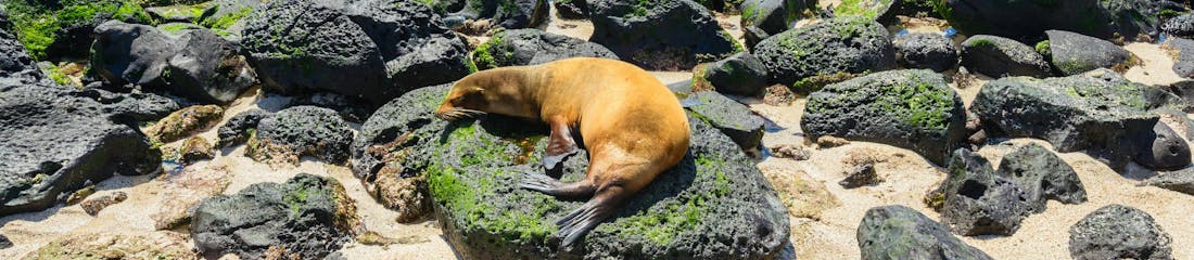 seals in the galapagos islands