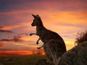 Kangaroo