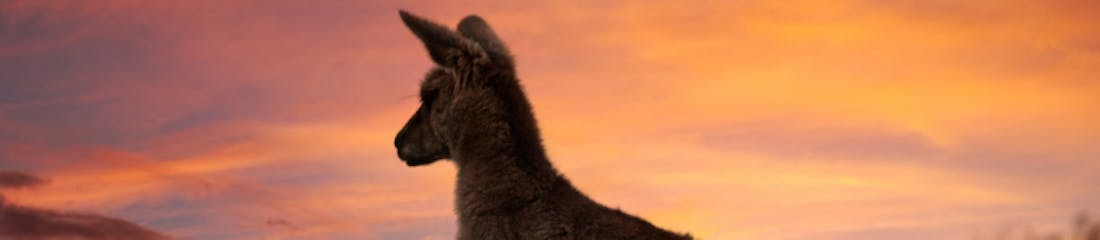 Kangaroo