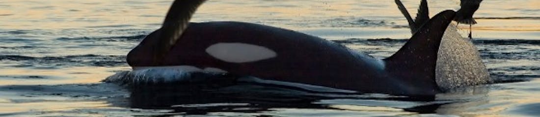 Whale