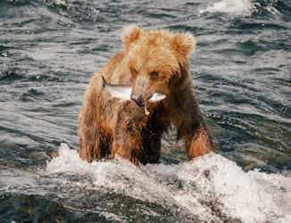 Bear