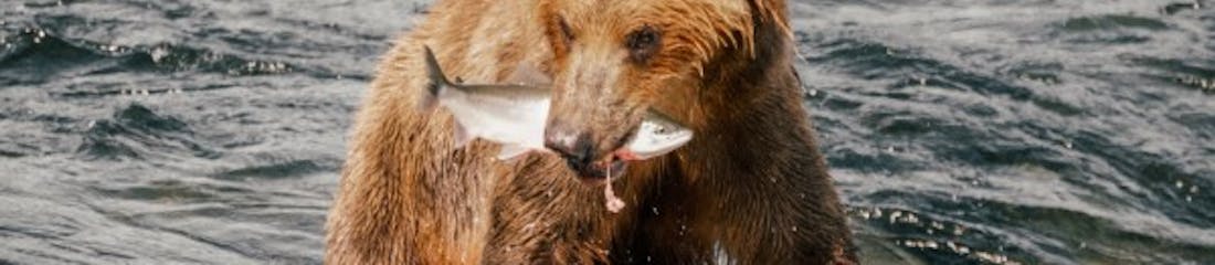Bear