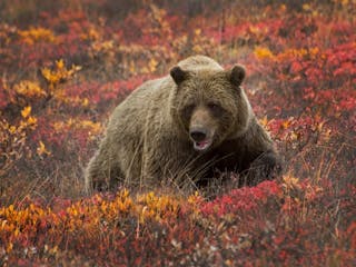 Bear