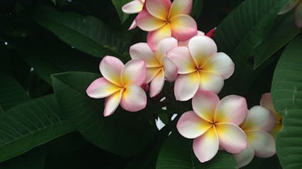 Hawaii