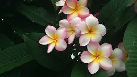 Hawaii