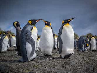 Penguin