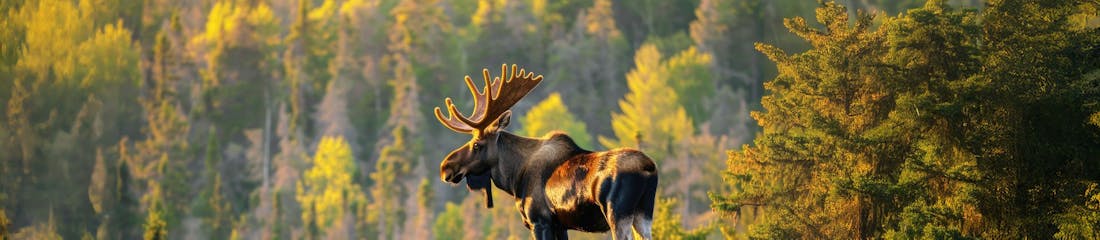 Moose