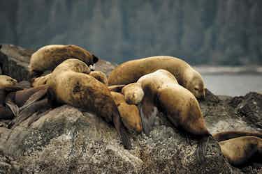 Sea Lions