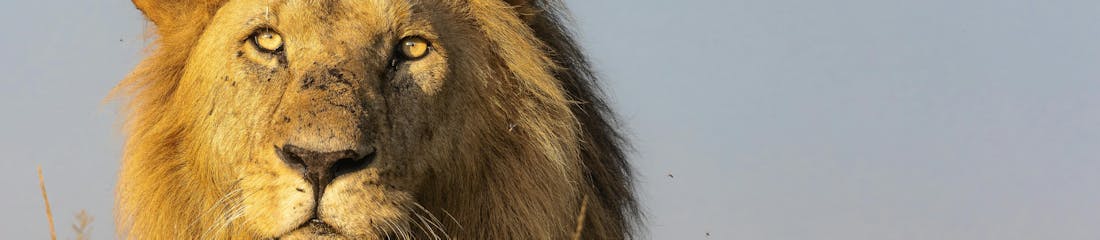 Africa