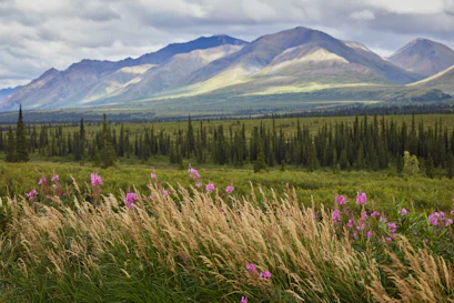 Denali 