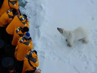 quark expedition guests seeing a polar bear