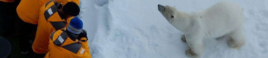 quark expedition guests seeing a polar bear