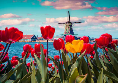 Tulips with river and windmill in background.