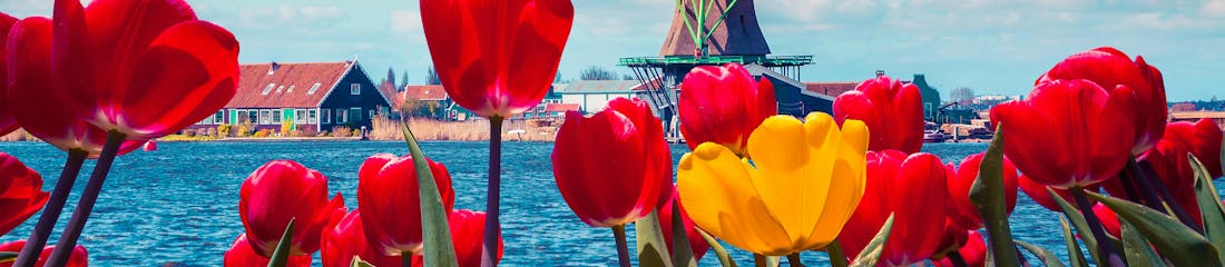 tulips-holland-spring