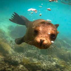 Galapagos
