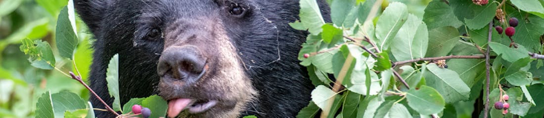 Bear