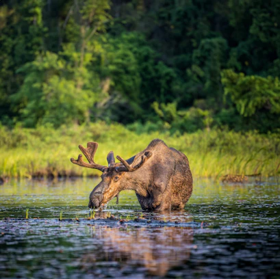 Moose