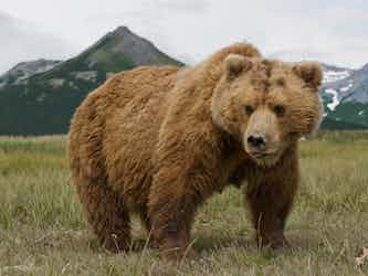Bear
