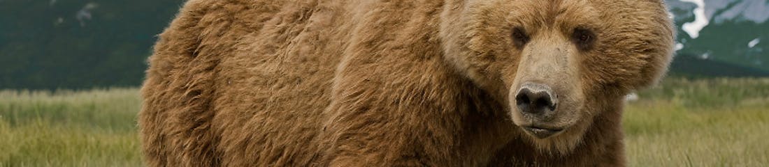 Bear