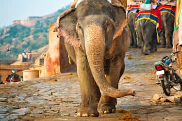 india-elephants